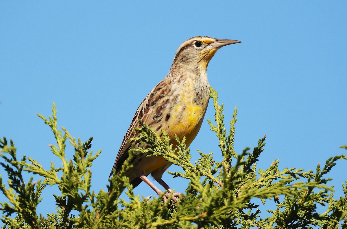 Western Meadowlark - ML643941266