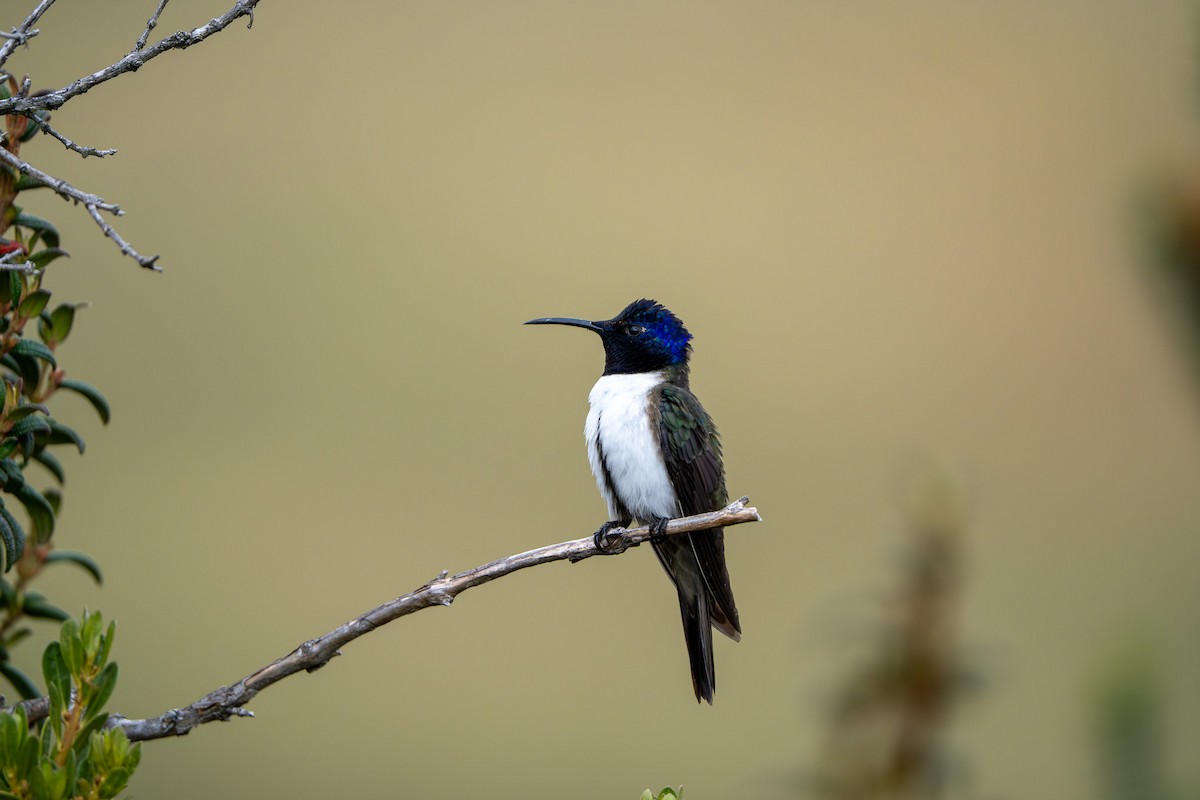 Ecuadorian Hillstar - ML643941271