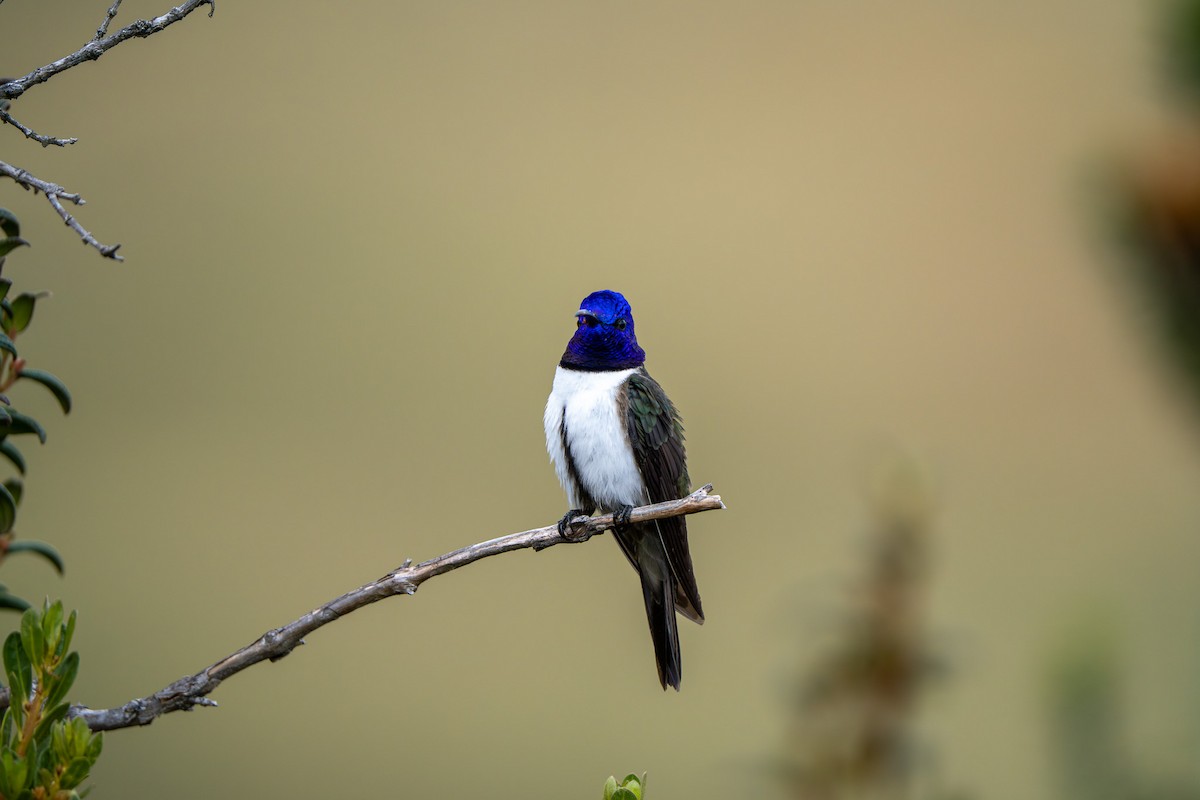 Ecuadorian Hillstar - ML643941274