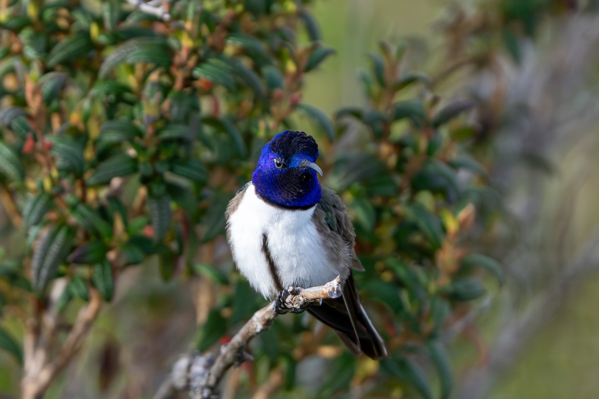 Ecuadorian Hillstar - ML643941275