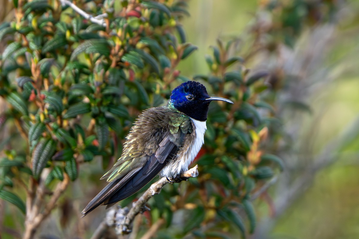 Ecuadorian Hillstar - ML643941276