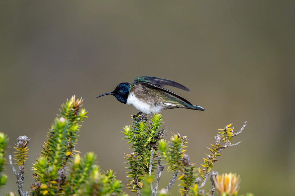 Ecuadorian Hillstar - ML643941277