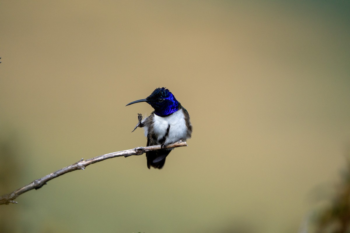 Ecuadorian Hillstar - ML643941278