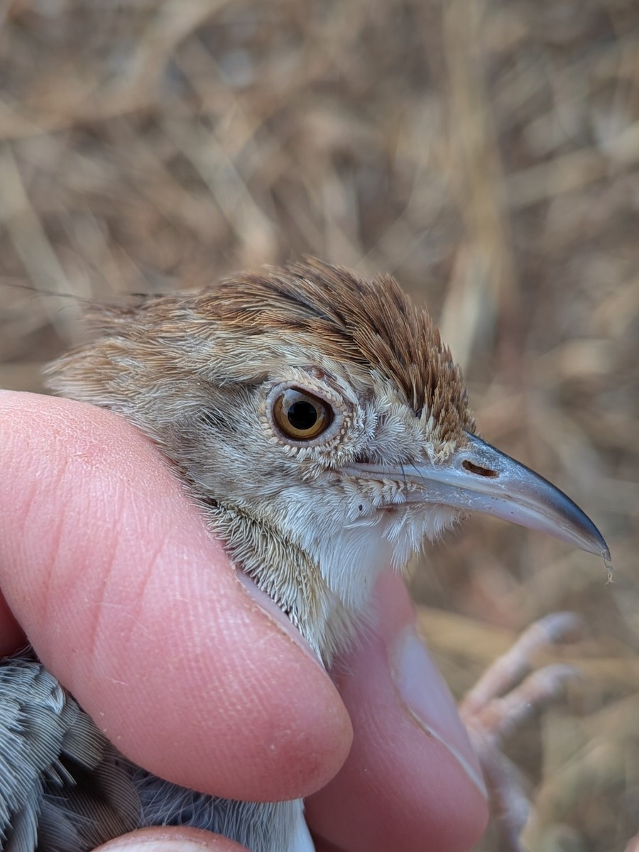 Rattling Cisticola - ML643941280
