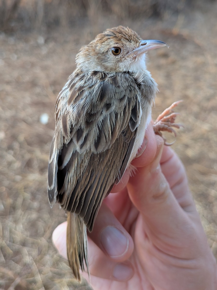Rattling Cisticola - ML643941281
