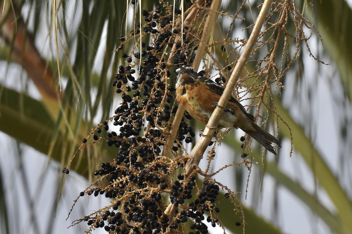 Black-headed Grosbeak - ML643941293