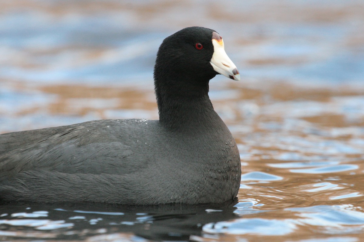 American Coot - ML643941306
