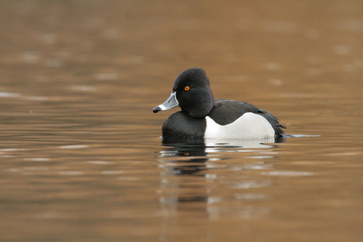 Ring-necked Duck - ML643941325