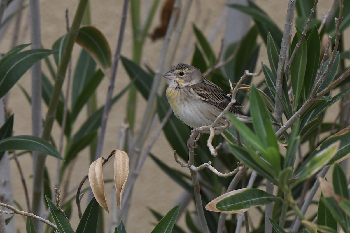 Dickcissel - ML643941327