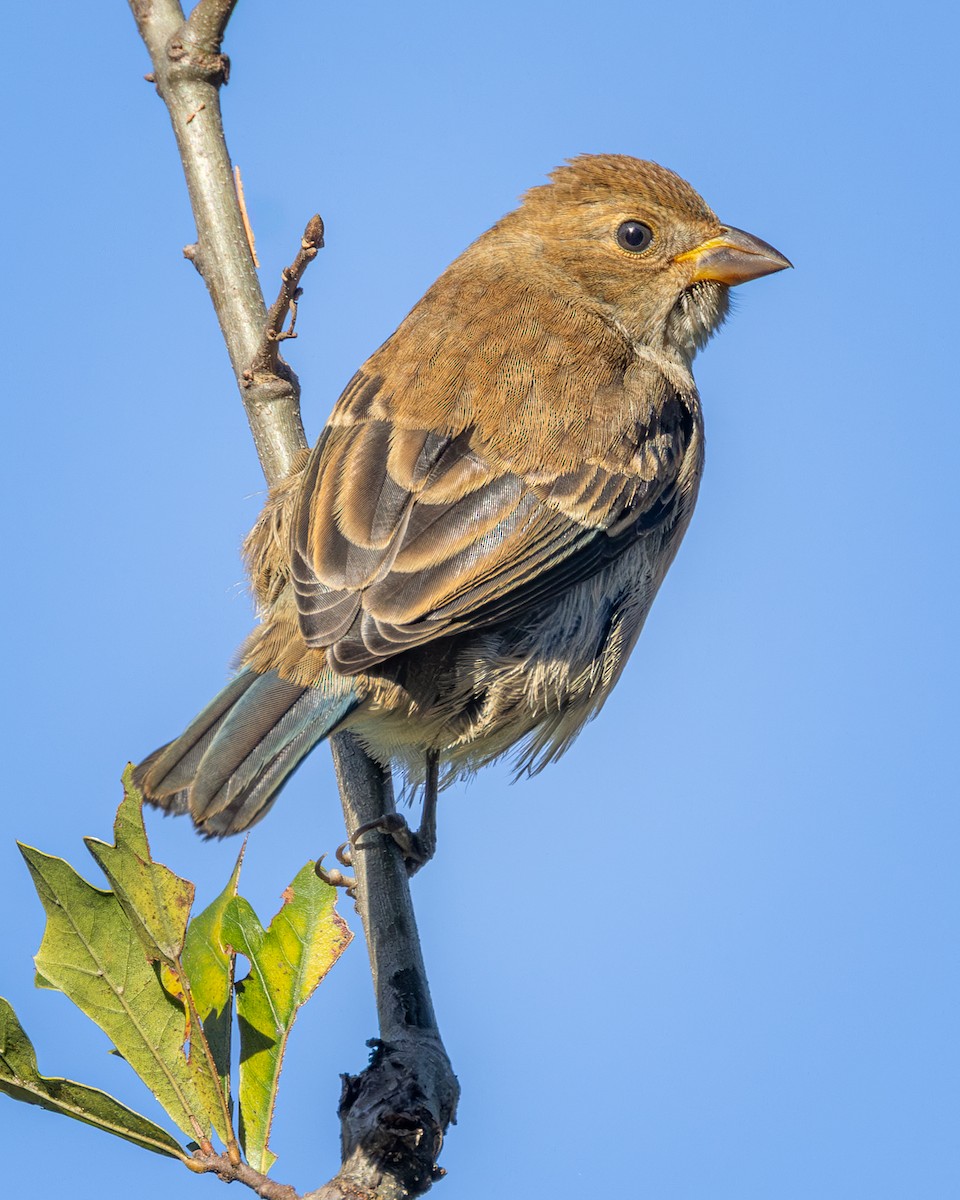 Indigo Bunting - ML643941329