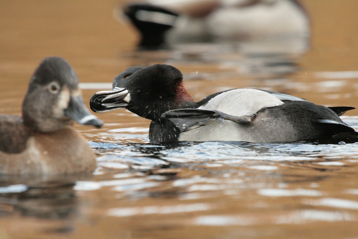 Ring-necked Duck - ML643941330