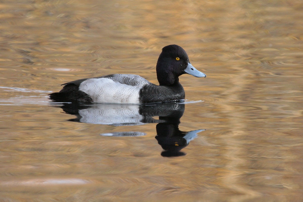 Lesser Scaup - ML643941334