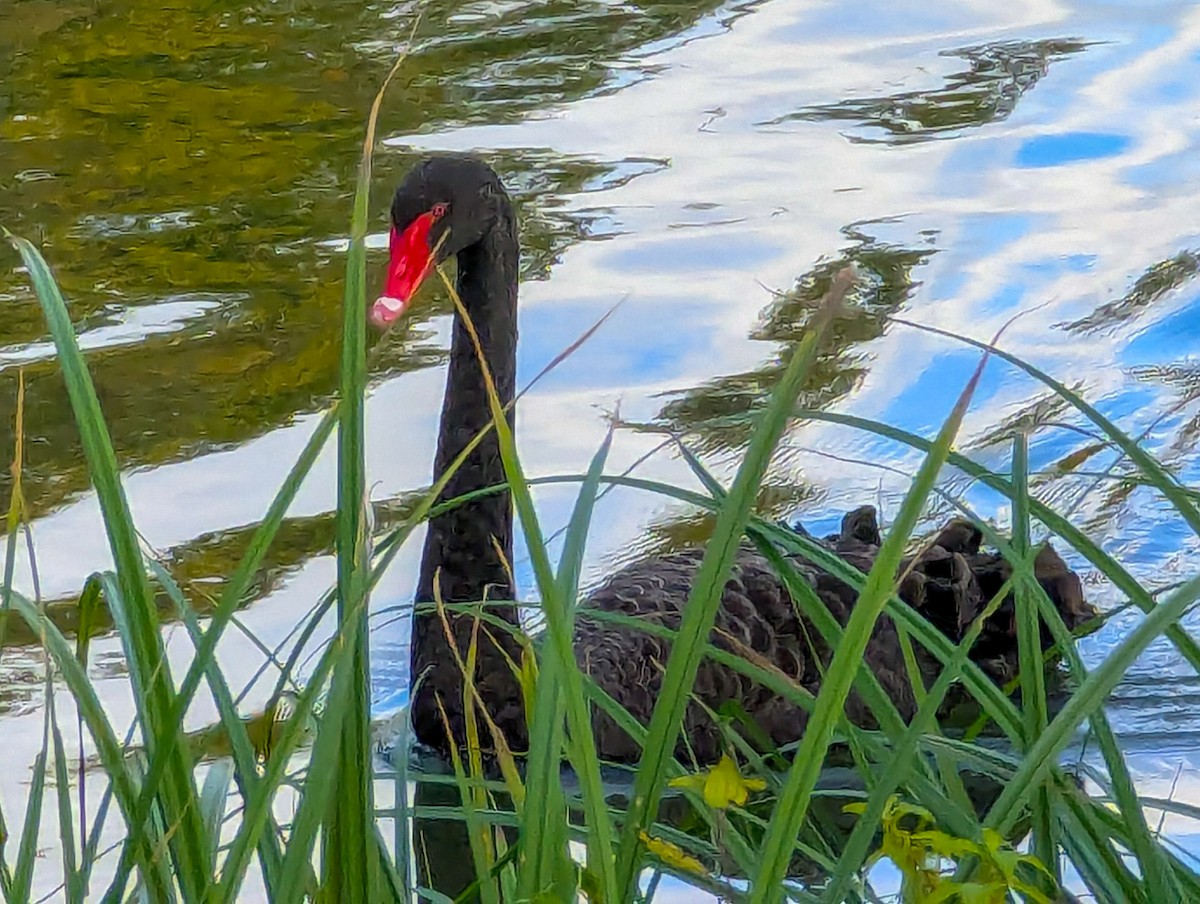 Black Swan - ML643941367