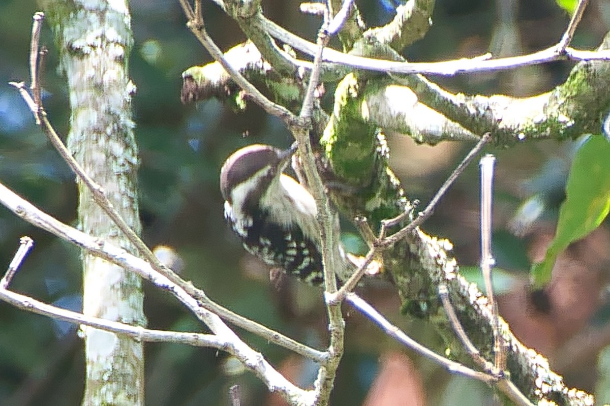 Brown-capped Pygmy Woodpecker - ML643941372