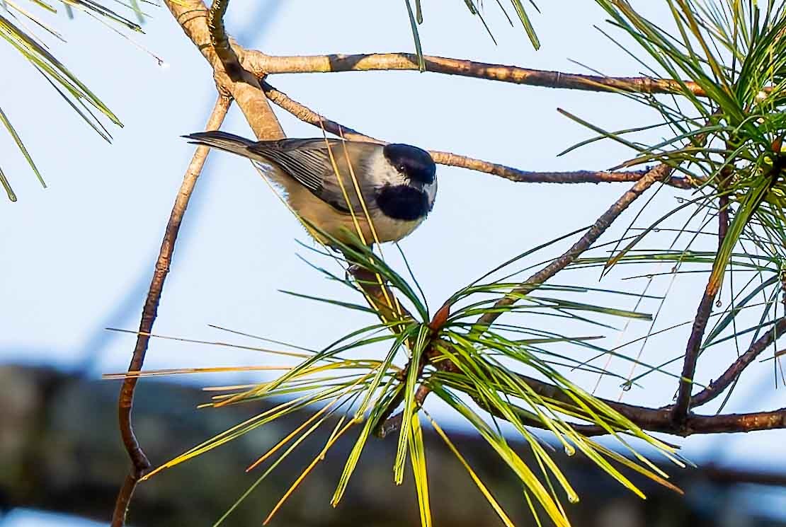 Carolina Chickadee - ML643941378