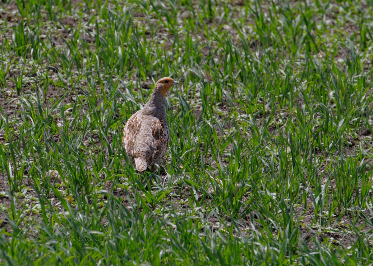 ヨーロッパヤマウズラ - ML643941382