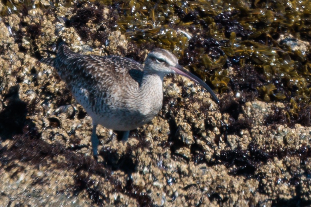 Hudsonian Whimbrel - ML643941386