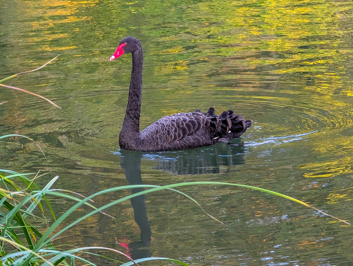 Black Swan - ML643941396