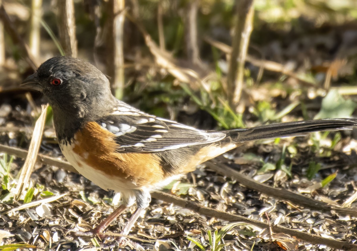 ホシワキアカトウヒチョウ - ML643941402