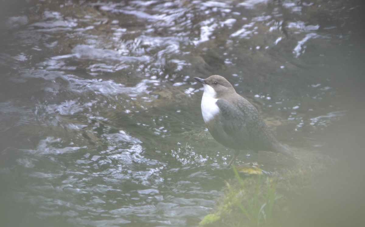 White-throated Dipper - ML643941405