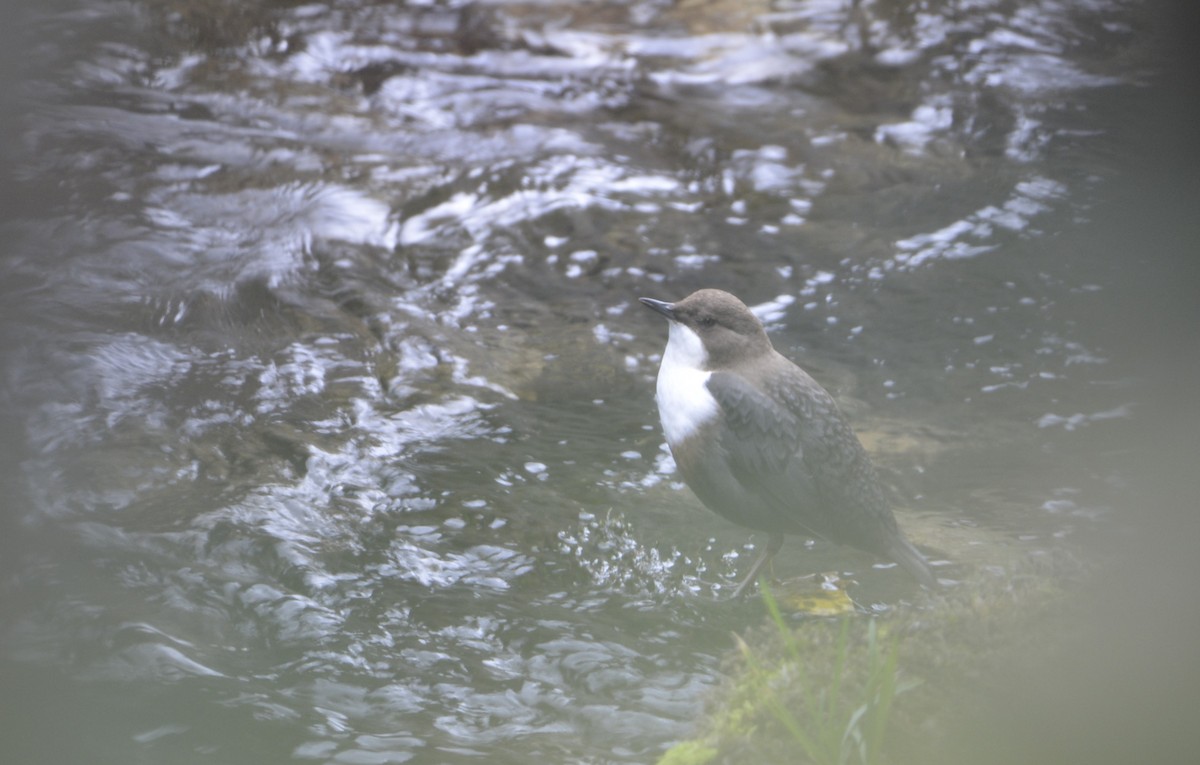 White-throated Dipper - ML643941406