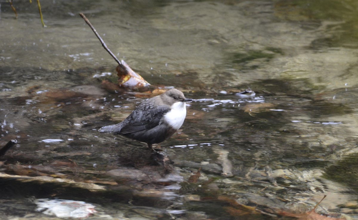 White-throated Dipper - ML643941407