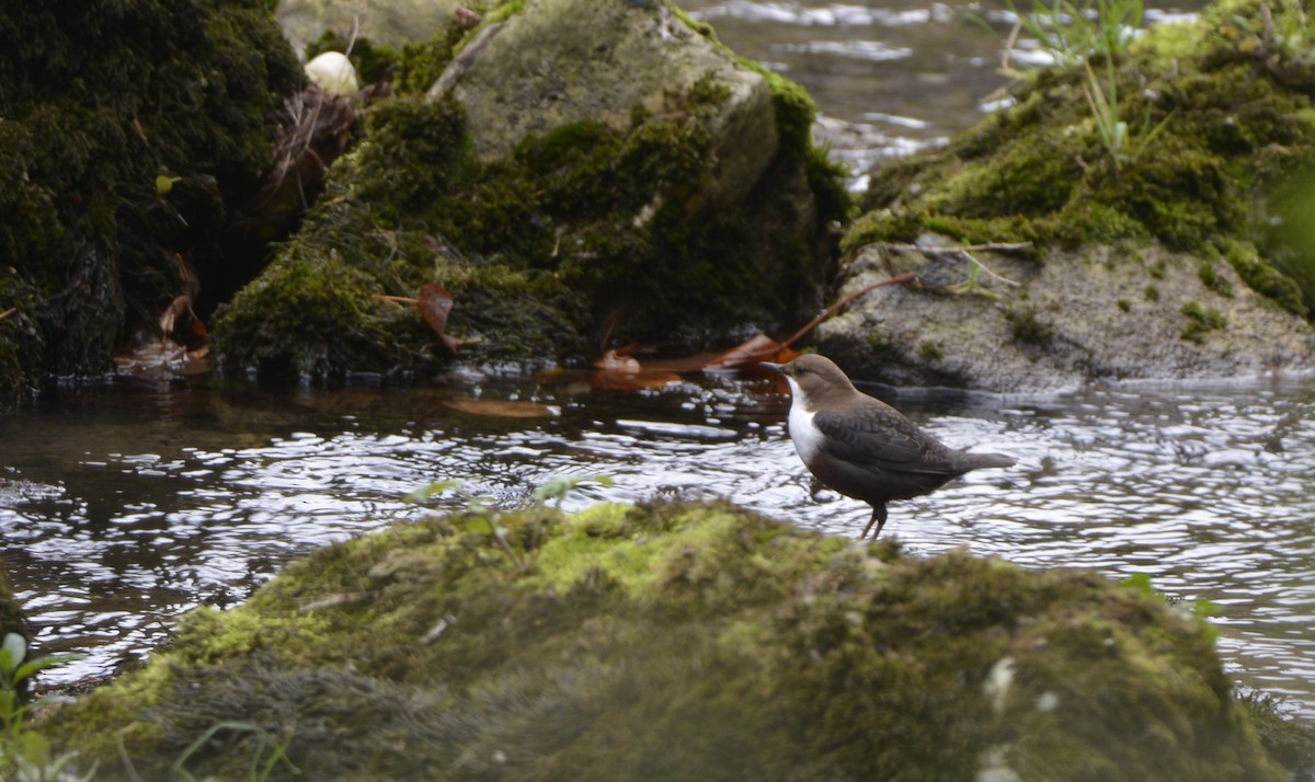 White-throated Dipper - ML643941408