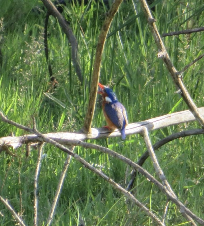 Malachite Kingfisher - ML643941460