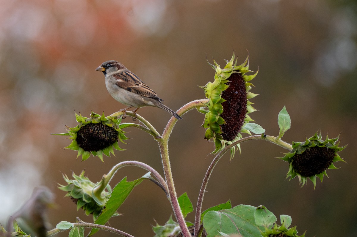 House Sparrow - ML643941469