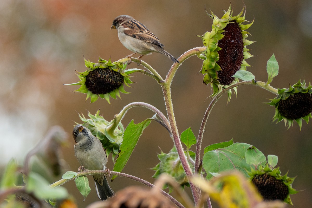 House Sparrow - ML643941470
