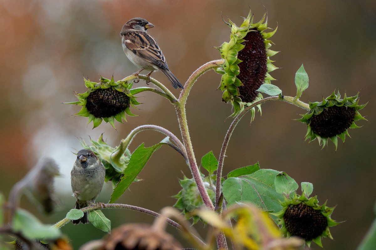 House Sparrow - ML643941471