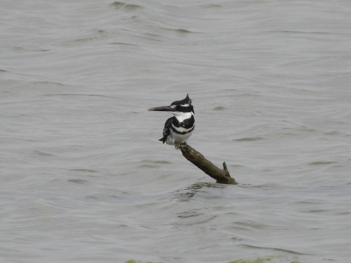 Pied Kingfisher - ML643941528