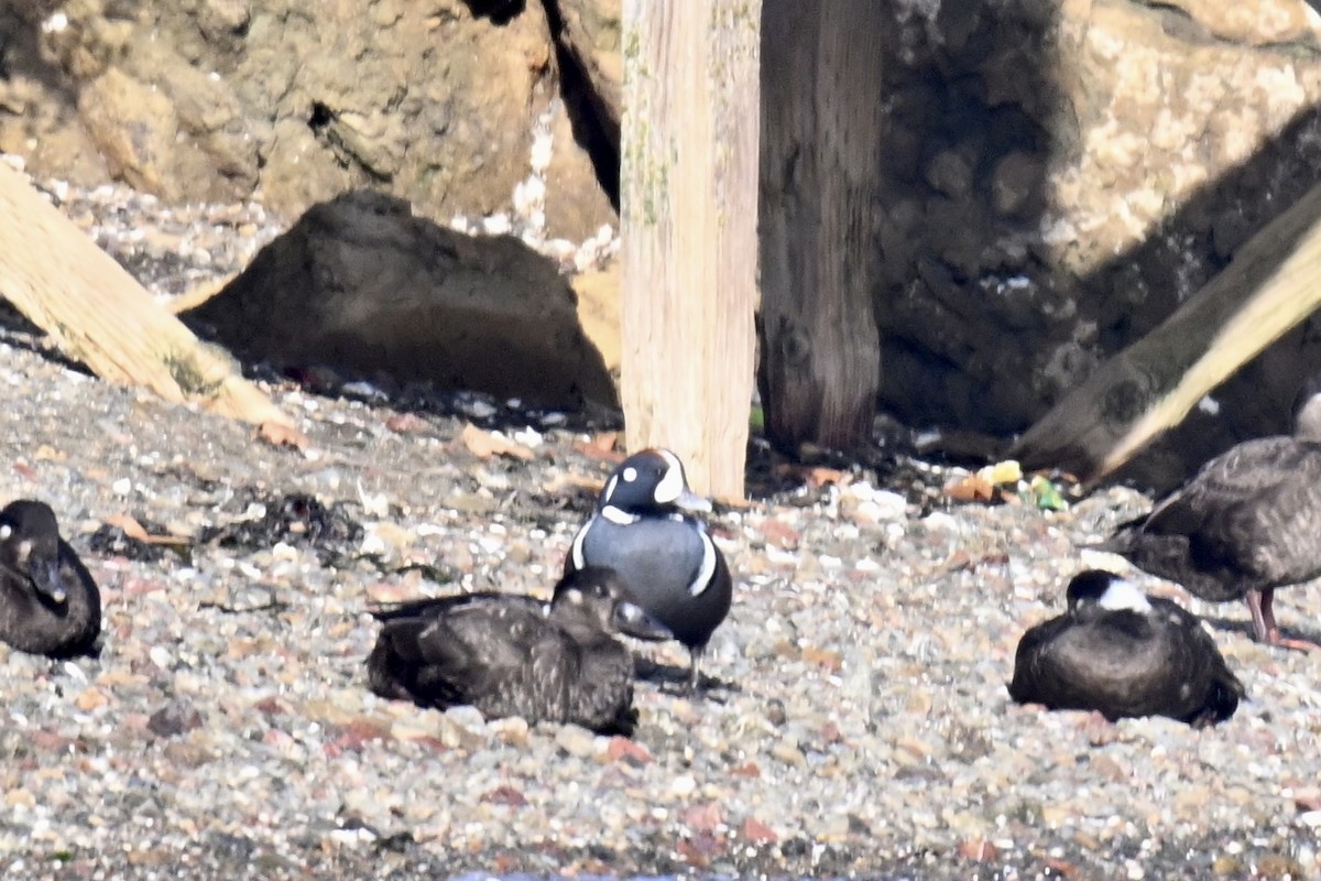 Harlequin Duck - ML643941534