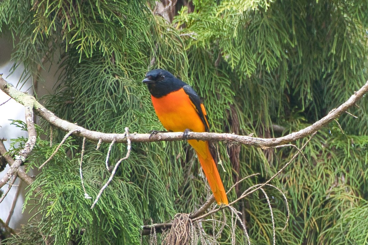 Orange Minivet - ML643941540