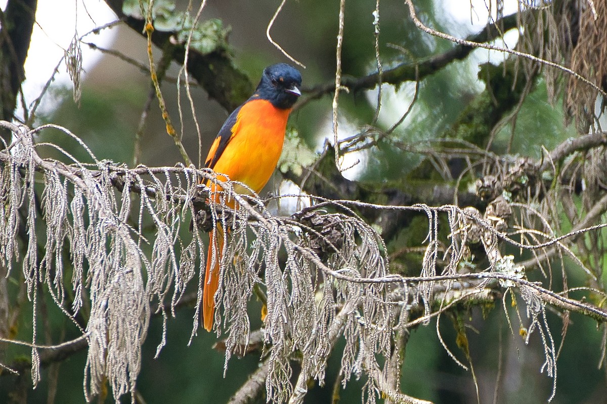 Orange Minivet - ML643941541
