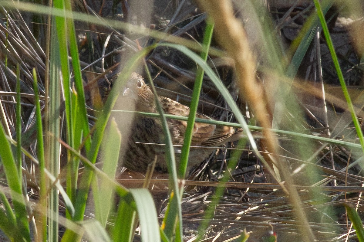 Chestnut-collared Longspur - ML643941558