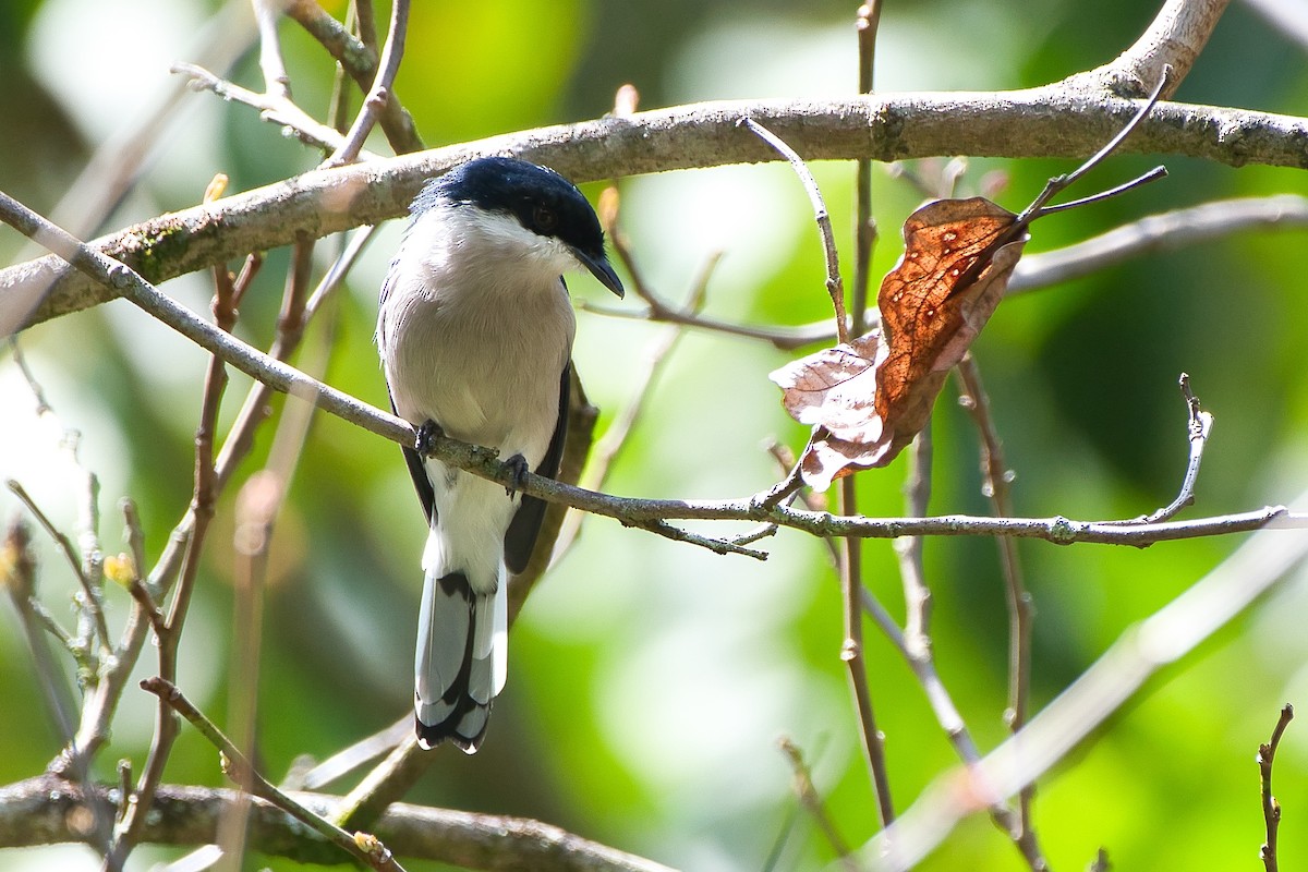 Bar-winged Flycatcher-shrike - ML643941562