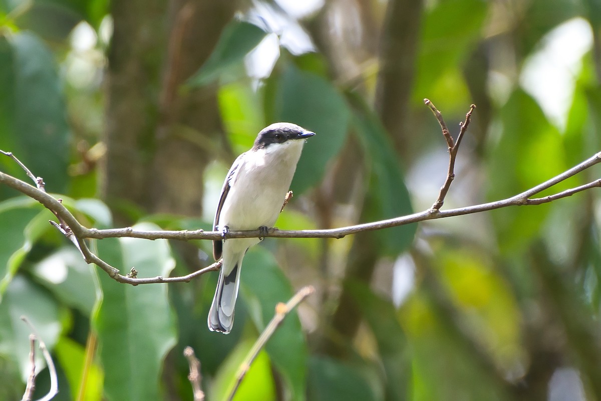Bar-winged Flycatcher-shrike - ML643941563