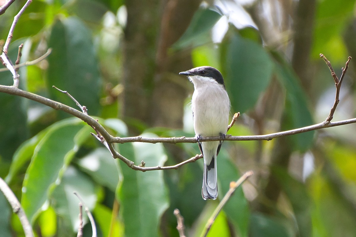 Bar-winged Flycatcher-shrike - ML643941564