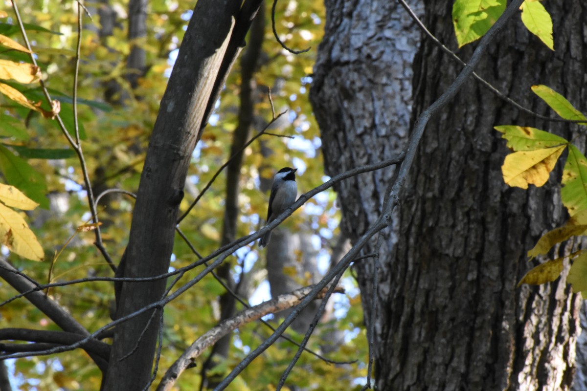 Carolina Chickadee - ML643941569