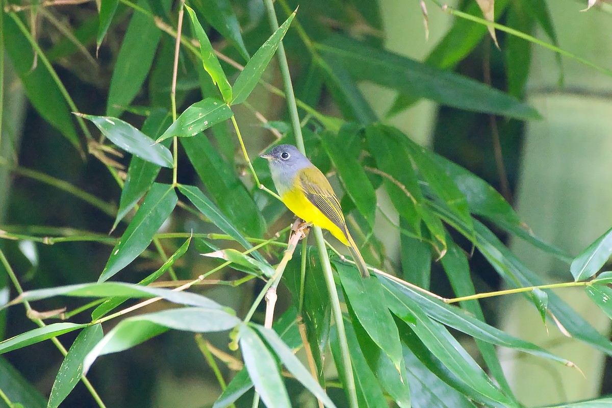方尾鶲 - ML643941578