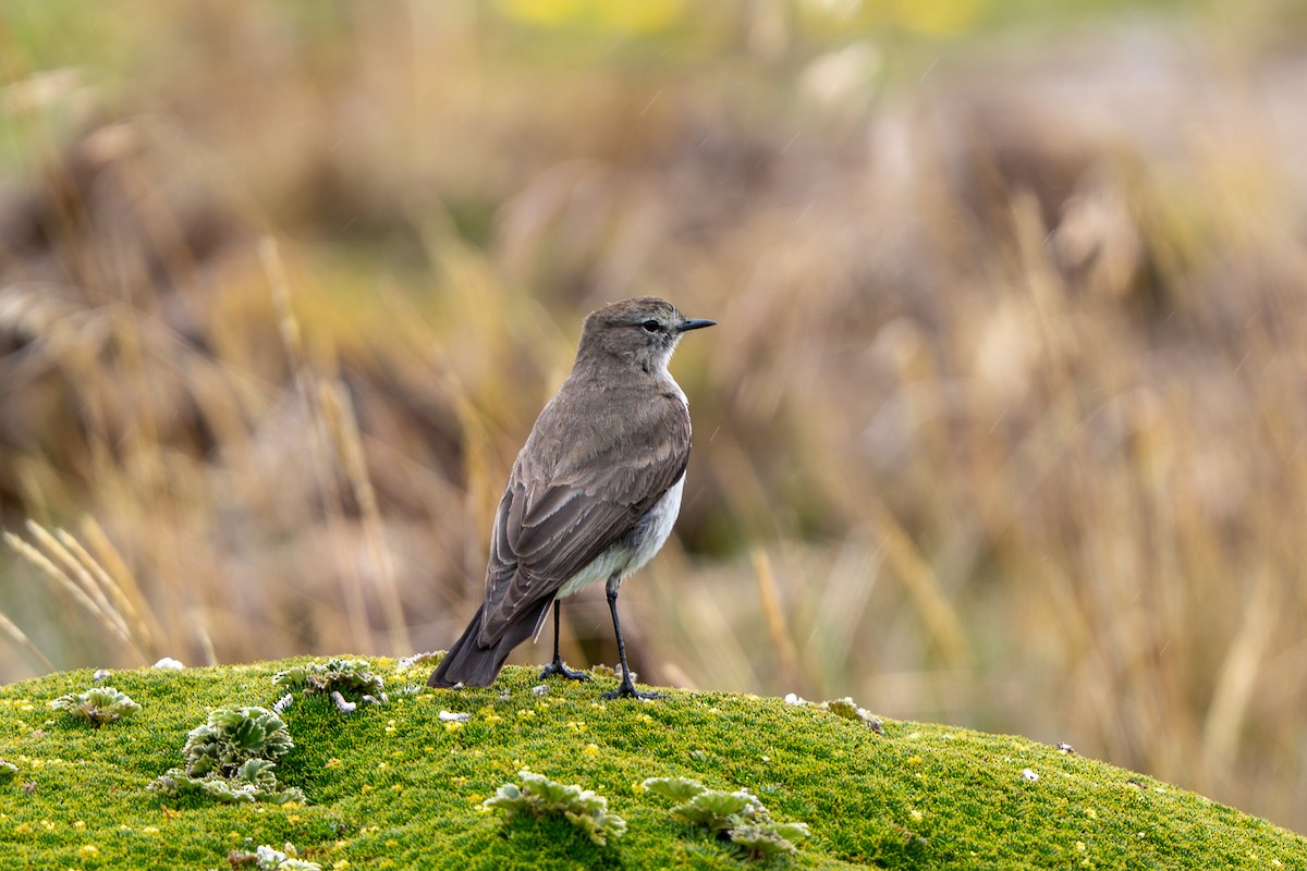 Dormilon à grands sourcils - ML643941582