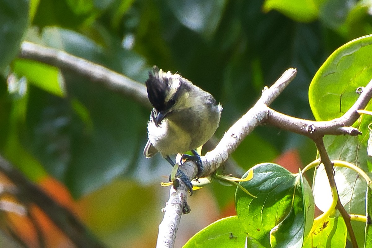 Indian Yellow Tit - ML643941585