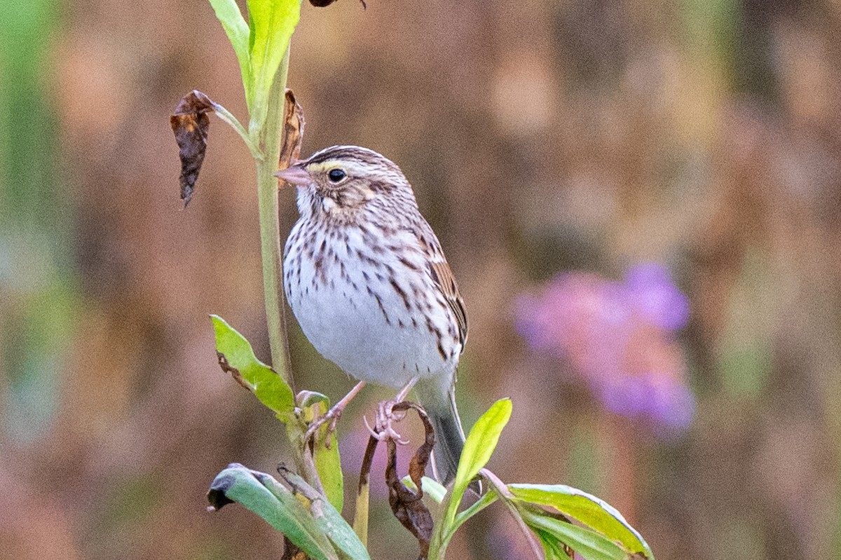 Savannah Sparrow - ML643941593