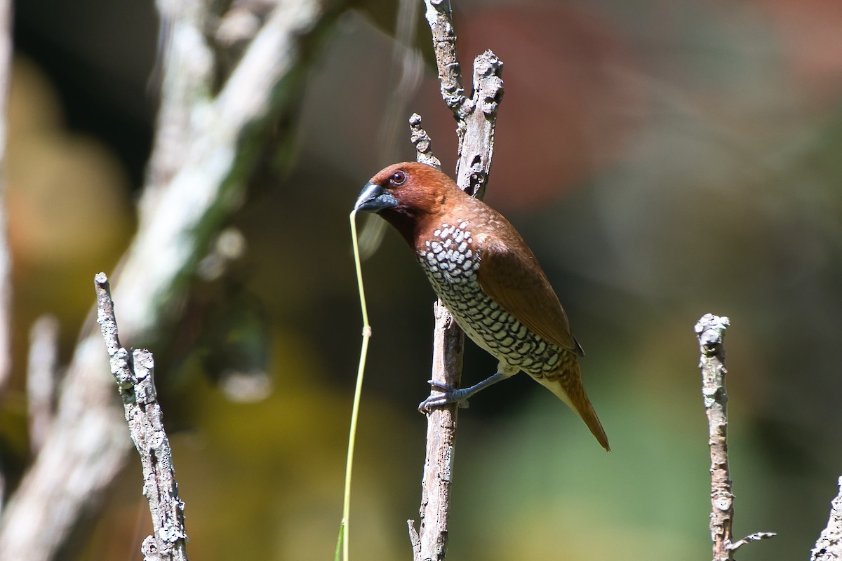 Scaly-breasted Munia - ML643941599