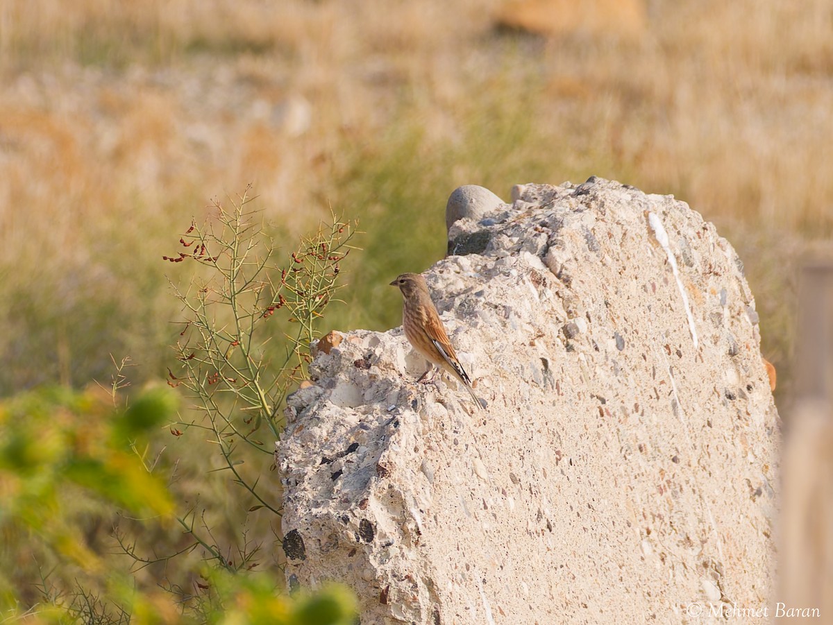 Txoka arrunta - ML643941635