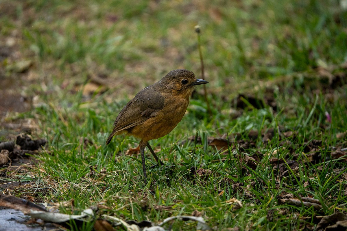 Tawny Antpitta - ML643941642