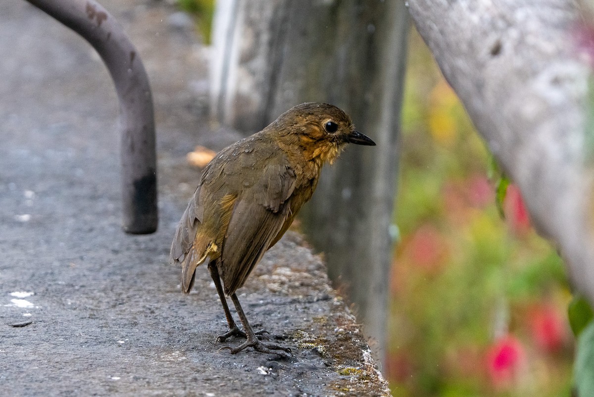 Tawny Antpitta - ML643941646