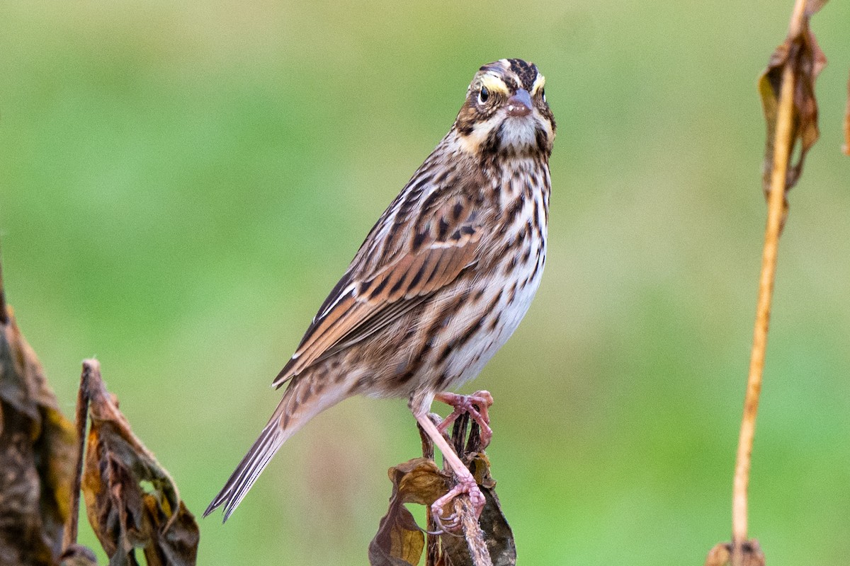 Savannah Sparrow - ML643941648