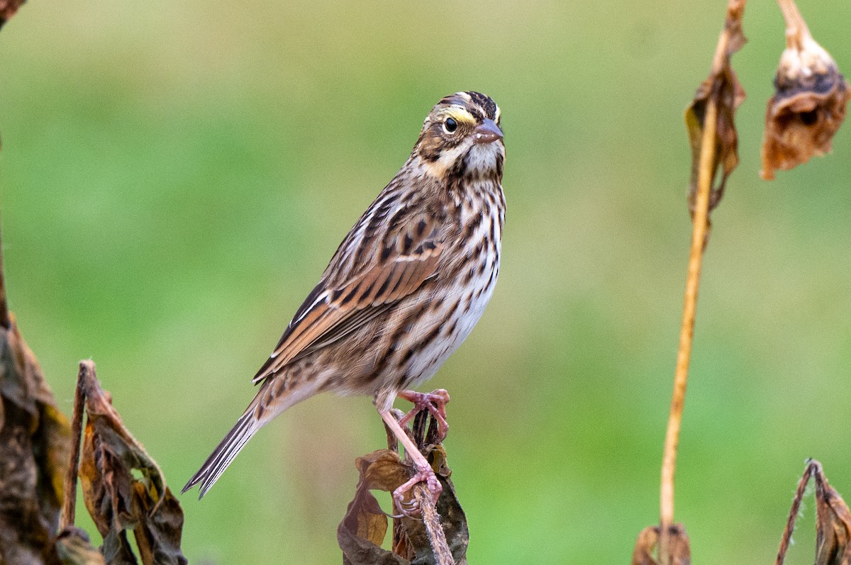 Savannah Sparrow - ML643941649